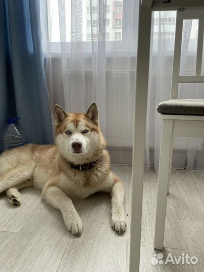 Хаски для вязки