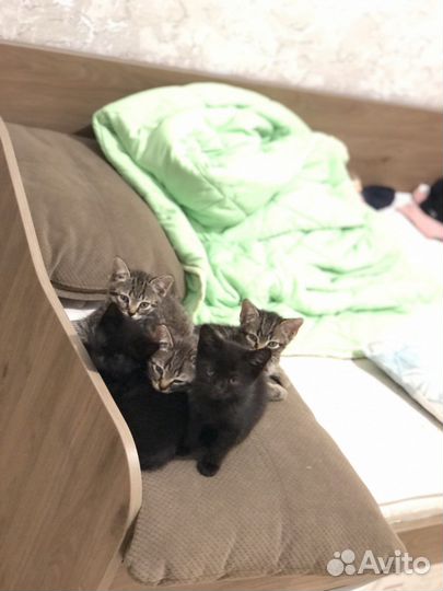 Котята в добрые руки 2месяц