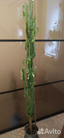 Молочай трехгранный