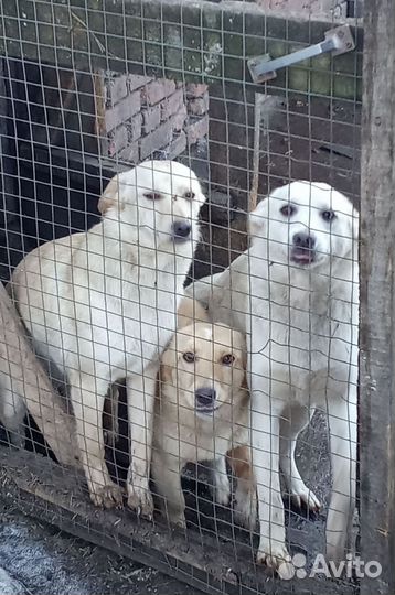 Девчата дворянских кровей