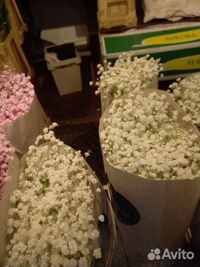 Гипсофила букет гипсофилы на 14 февраля доставка