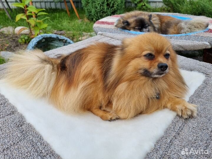 Гамак квадратный для собак и кошек