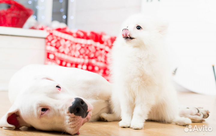 Классные щенки Японский шпиц