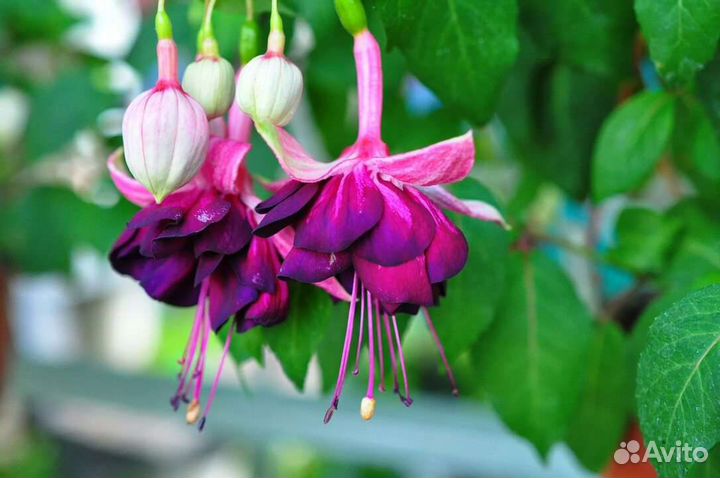 Сансевиерия фуксия комнатные цветы растения