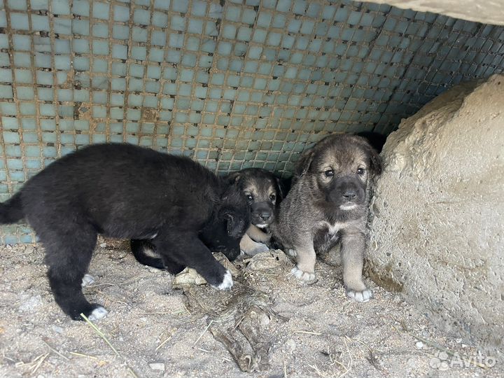 Щенята