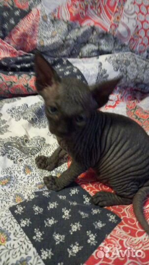 Канадский сфинкс