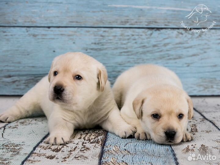 Щенки лабрадора. Питомник