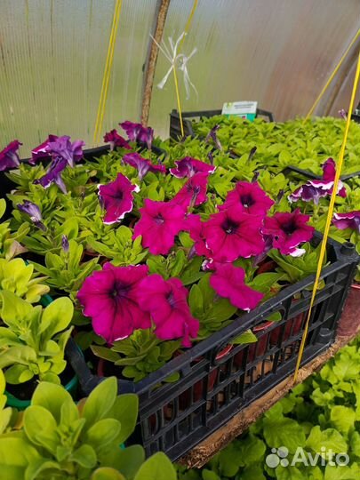 Рассада петуньи, капуста ранняя, поздняя