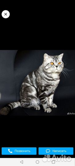 Шотландские вислоухие котята