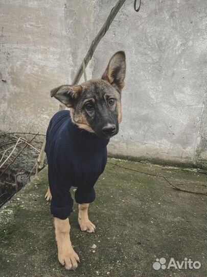 Щенок Филипп