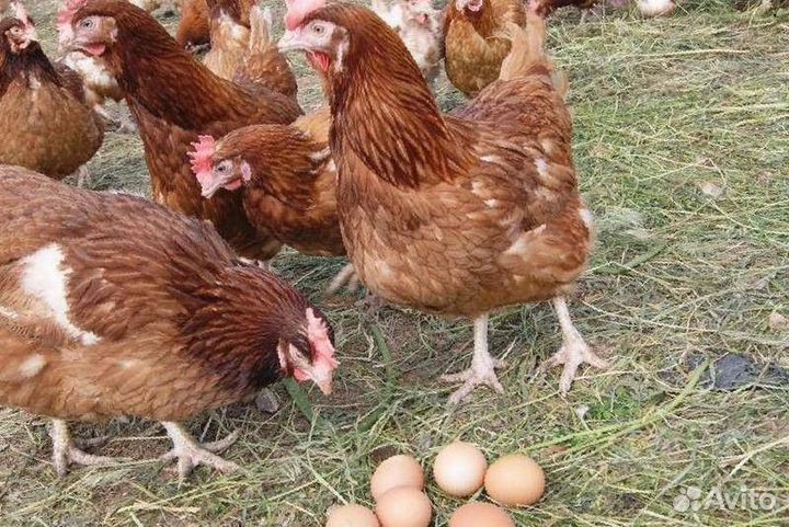 Куры несушки с агрофермы