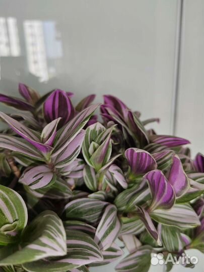 Традесканции