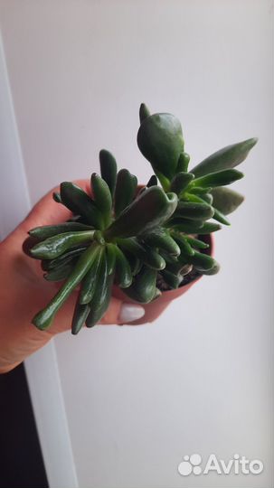 Крассула Хоббит