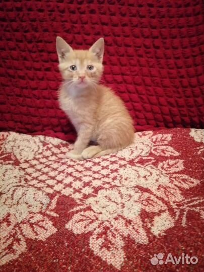 Котёнок бесплатно