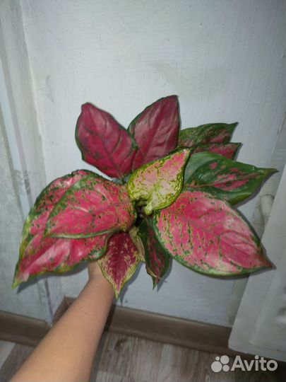 Аглаонема Ред, Рози,Дарк стар, 'pincut'