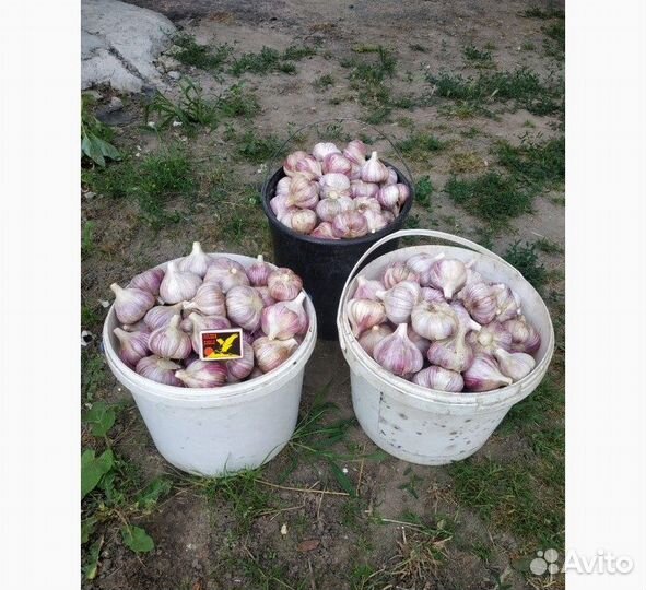 Озимый чеснок для посадки с доставкой