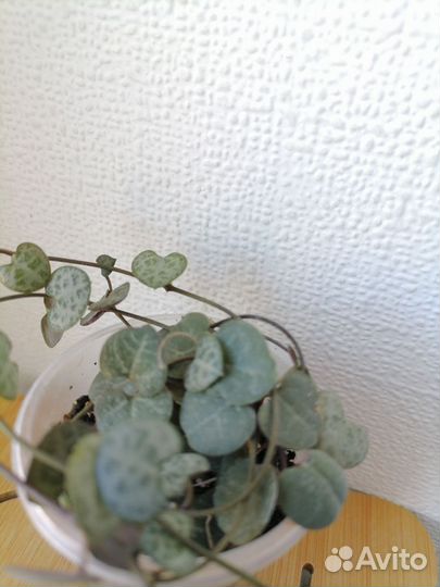 Драцена биколор, церопегия вуда, эчеверия топси