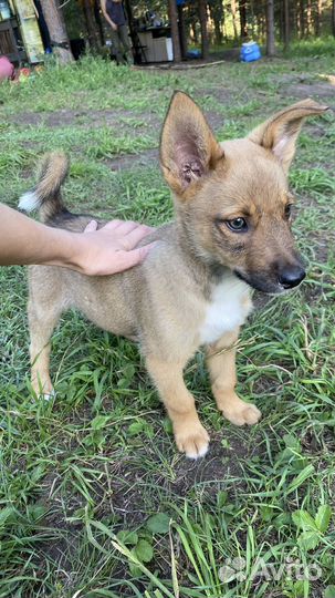 Щенки лайки (метис ) мама лайка щенки