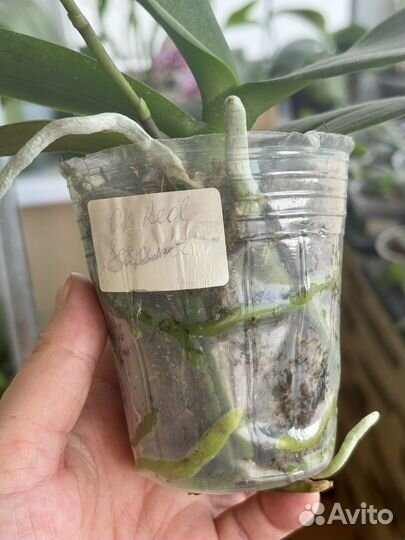 Орхидея фаленопсис OX Red Sesame