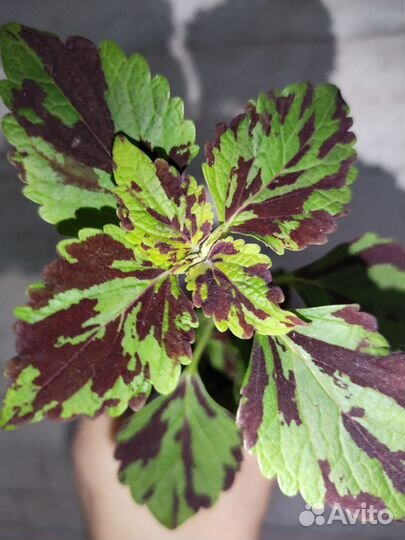 Жасмин садовый