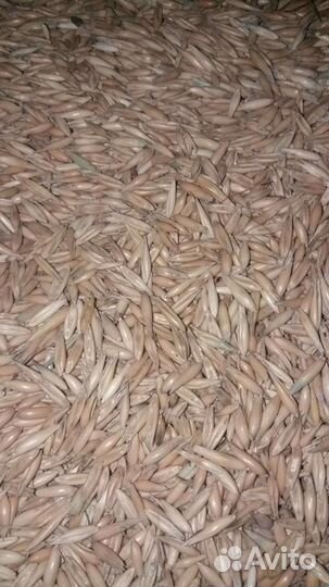 Овес в мешках