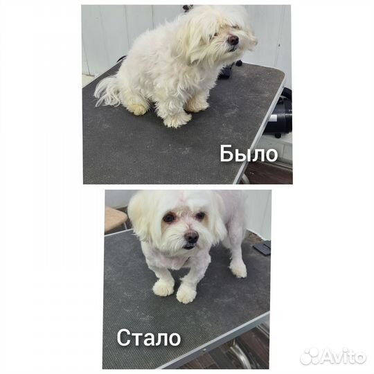 Груминг собак