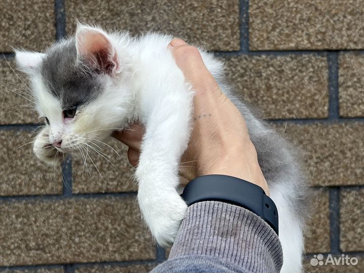 Котята ищут дом