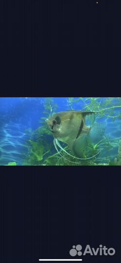 Аквариумные рыбки