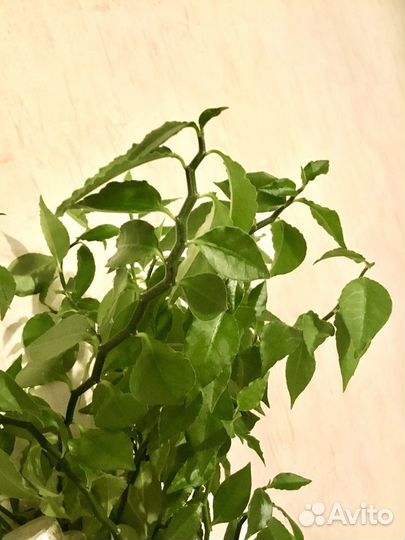 Педилантус