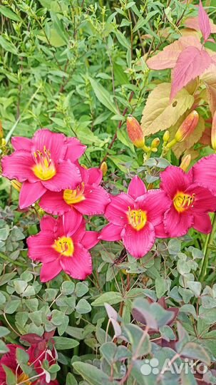 Лилейники сортовые, садовые растения