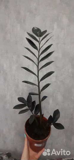 Замиокулькасы Черный равен и Зензи