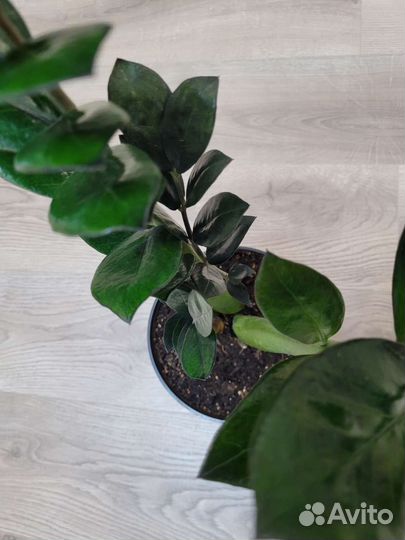 Замиокулькас черный равен