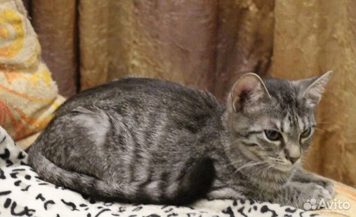 Котенок красивый