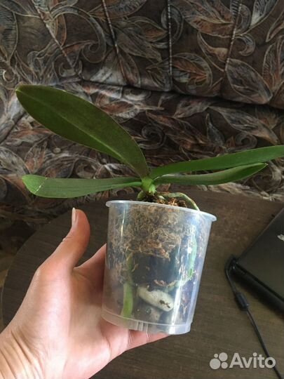 Подростки орхидей из Азии