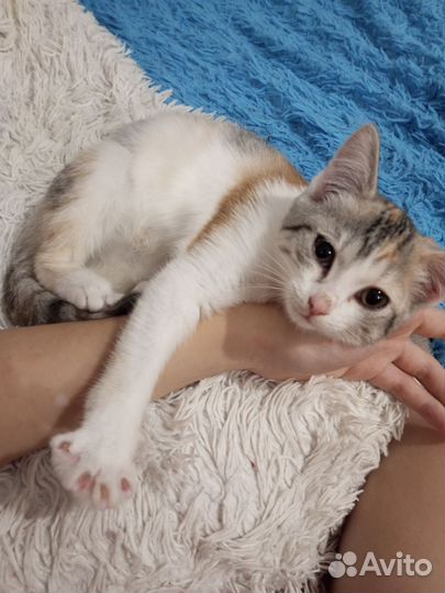 Кошка в дар бесплатно