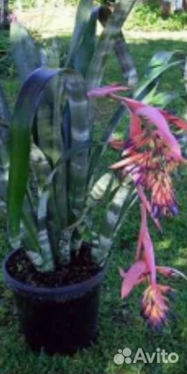 Комнатное красиво Цветущее растение