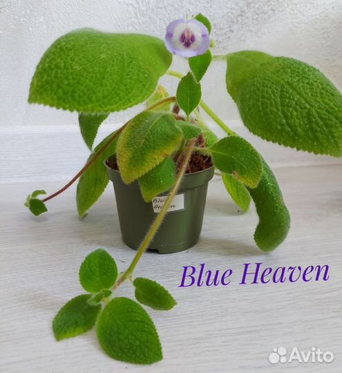 Эписции (красные, розовые, желтые,фиолетовые)