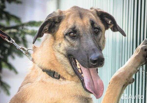 Собака в добрые руки