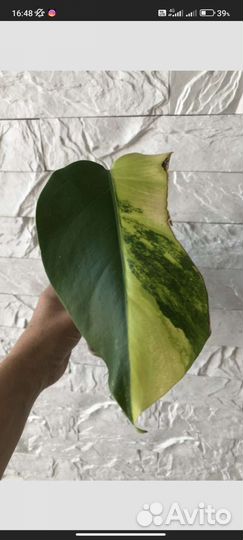 Монстера жёлтая yellow splash