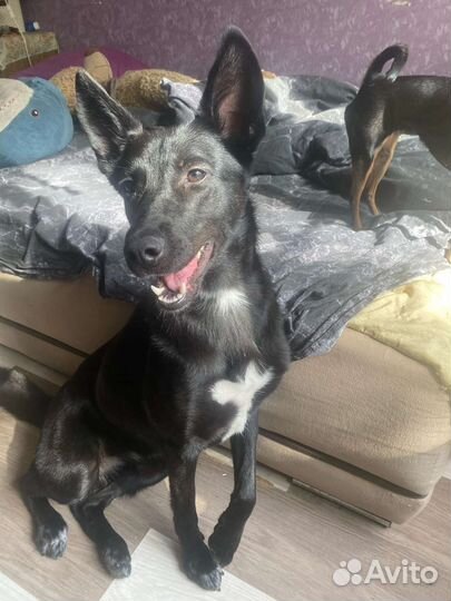 Собака в добрые руки