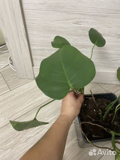Монстера комнатный цветок