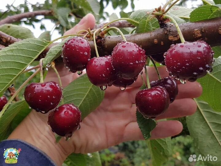 Черевишня (Дюк) Чудо Вишня в горшке 7 л