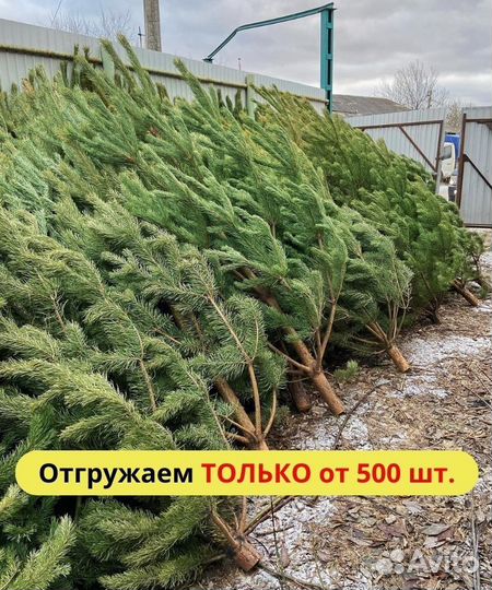 Сосны