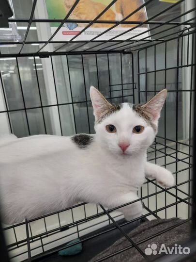 Котята подростки, с рождения живут в клетке