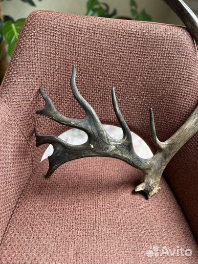 Рога оленя