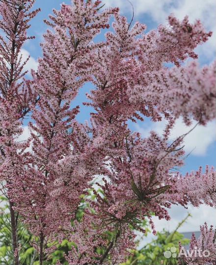 Тамарикс, бисерное дерево, саженцы