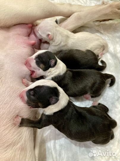 Вызов ветеринарного врача на дом