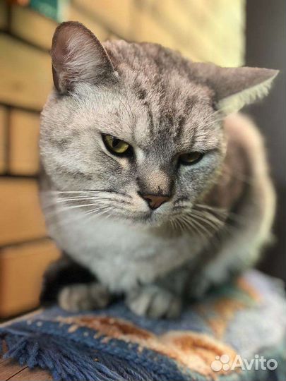 Кошка в дар бесплатно