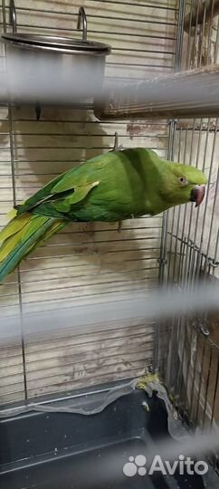 Ожереловый попугай