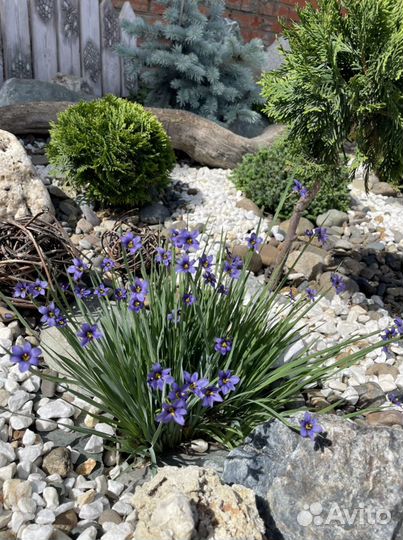 Растение сесюринхий